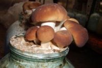 Все о выращивании грибов