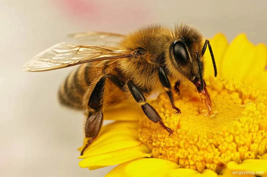 Пчелы полезны для человека