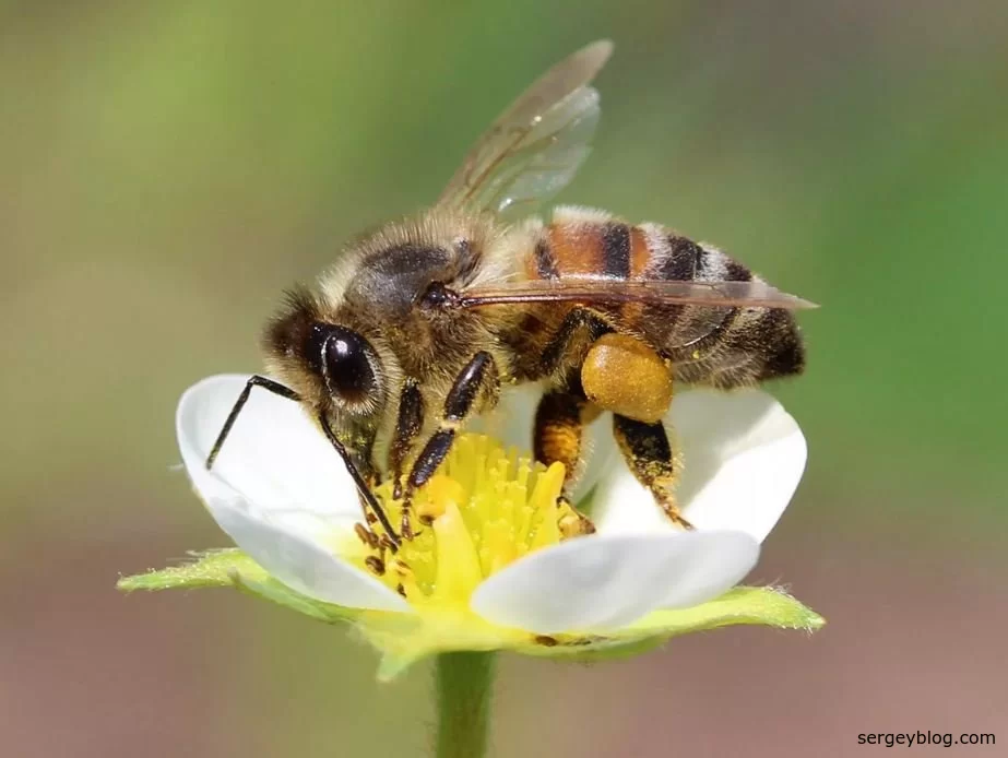 10 самых популярных Ютуб каналов про пчел, мед и пчеловодство