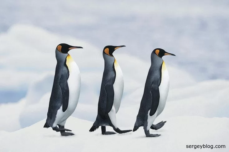 Животные в Антарктиде