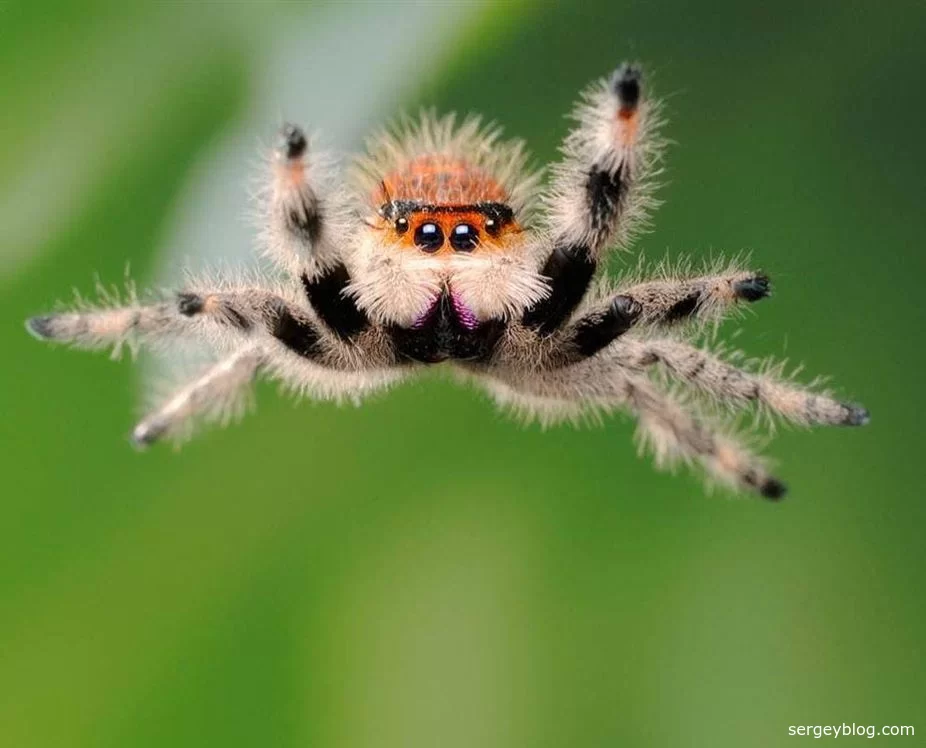 Интересные факты про пауков